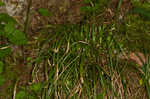 Longstalk sedge